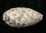 Agatized Fossil Pine (Seed) Cone From Morocco #17475-1